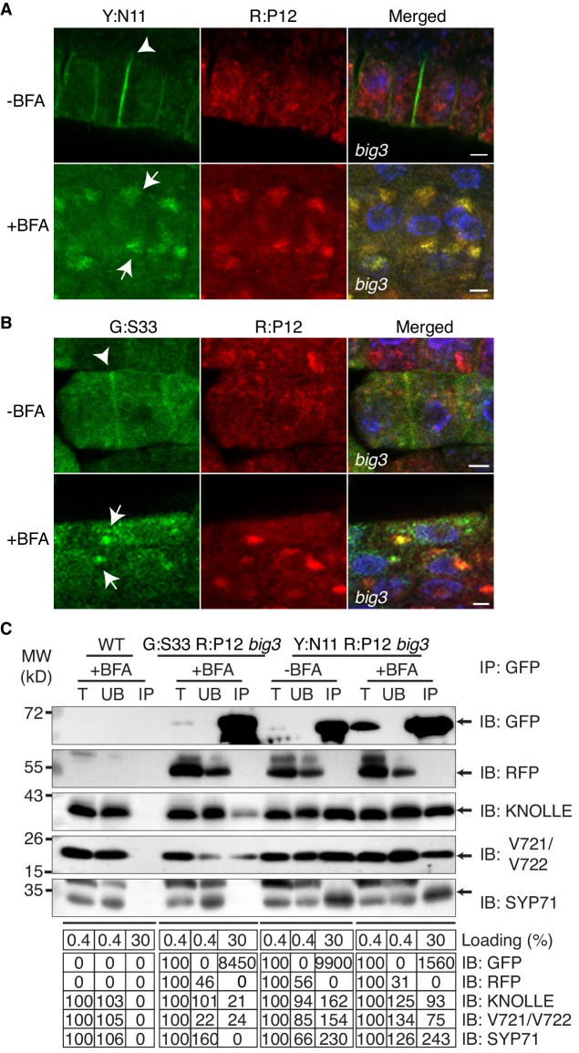 Figure 1—figure supplement 2.