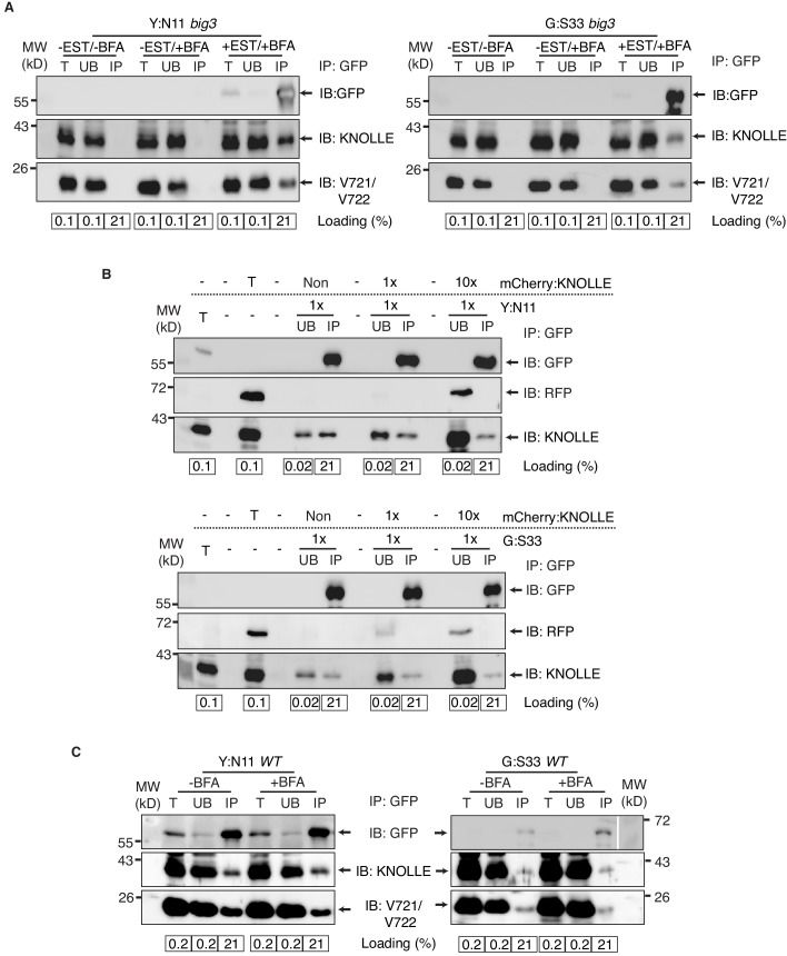 Figure 2—figure supplement 1.