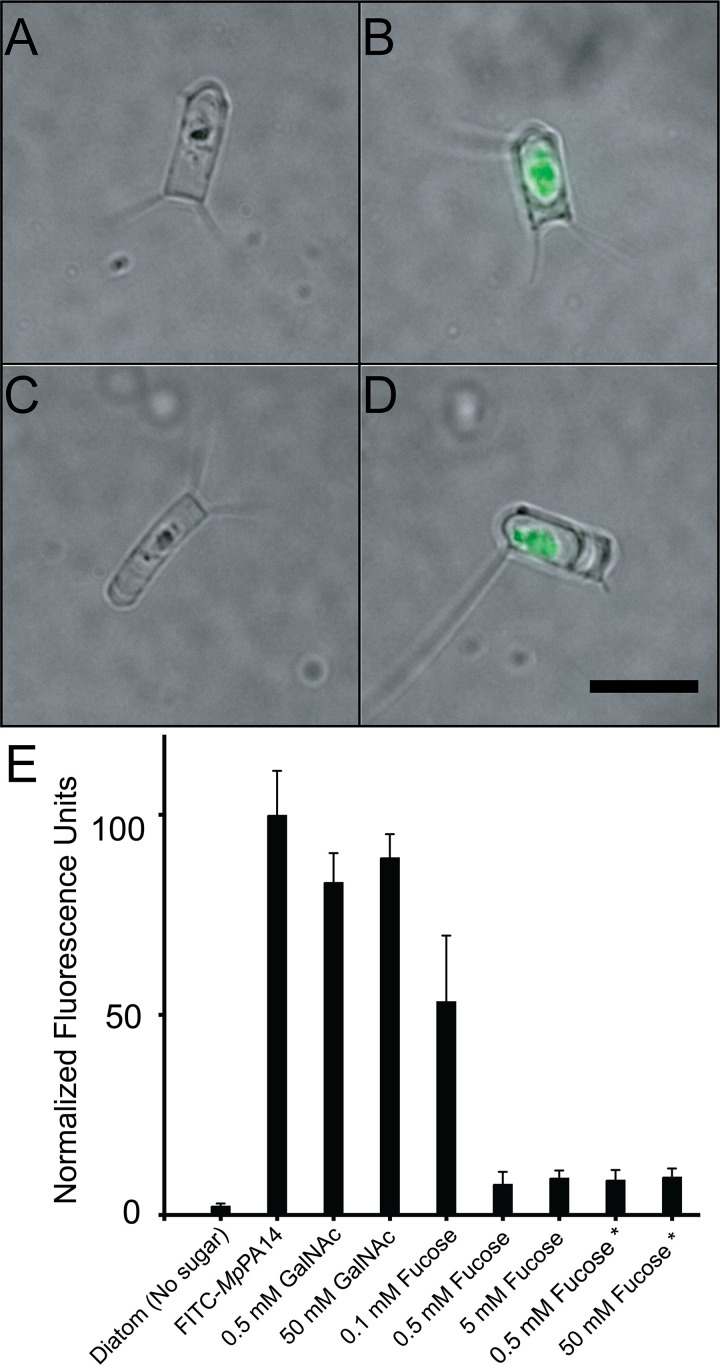 FIG 5