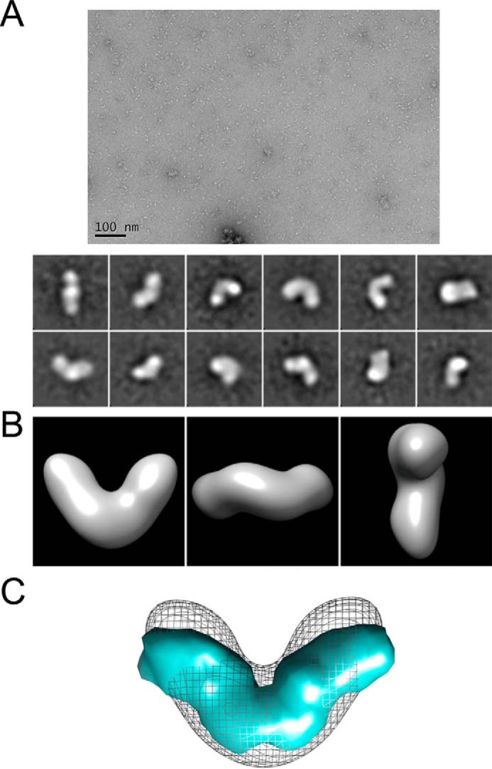 FIGURE 2.