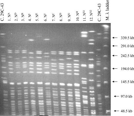 FIG. 2.