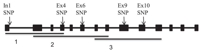 Fig. 1