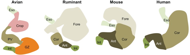 Fig. 1.