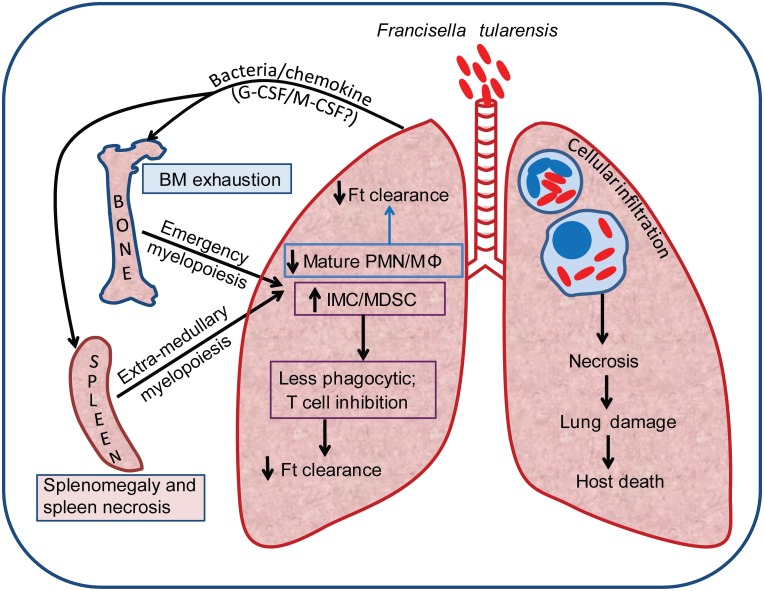 Fig 7