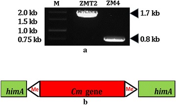 Fig. 1