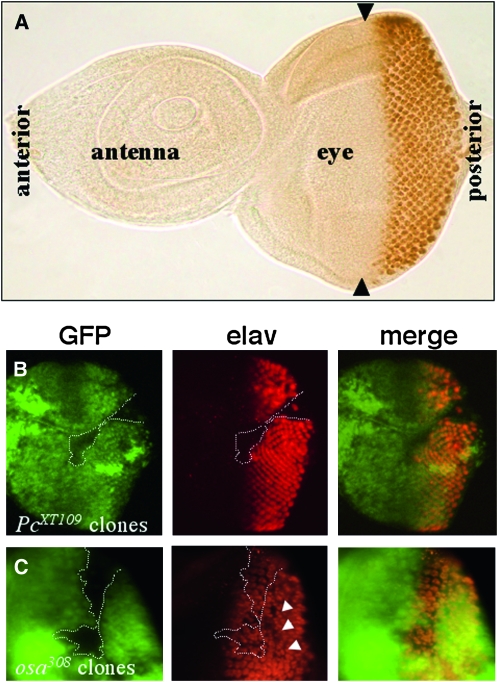 Figure 3.—