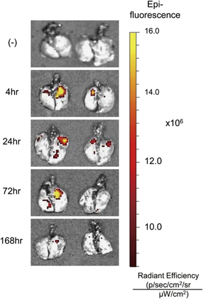 Figure 5