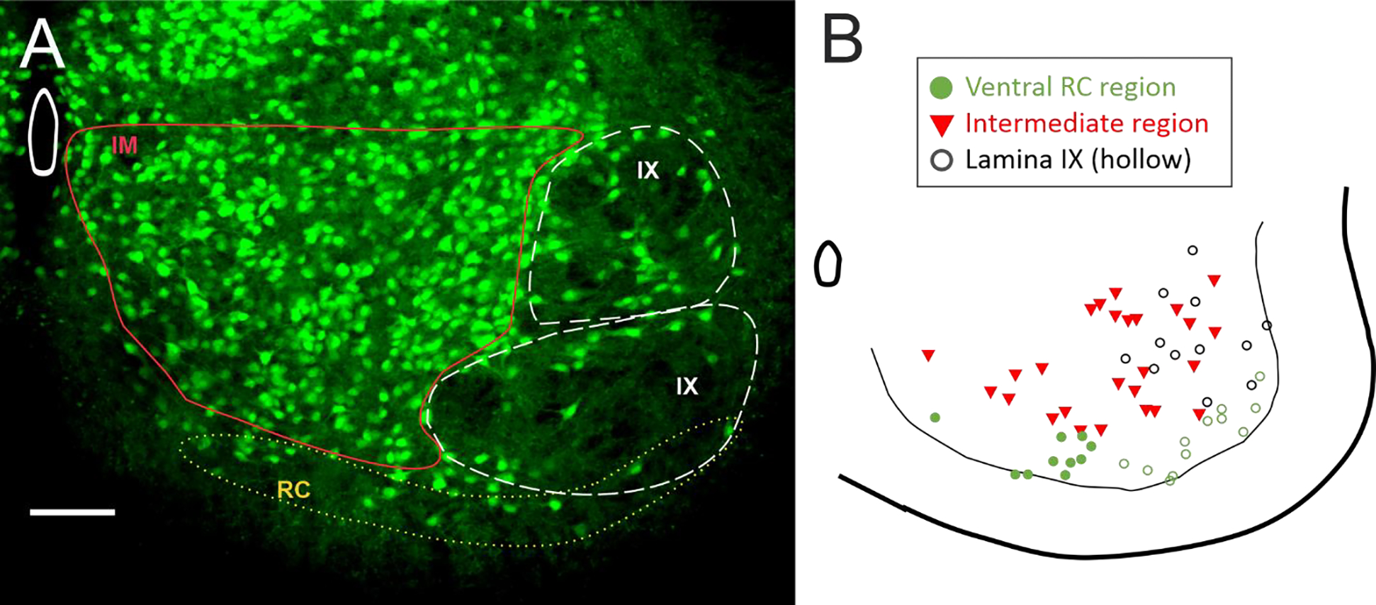 Figure 4: