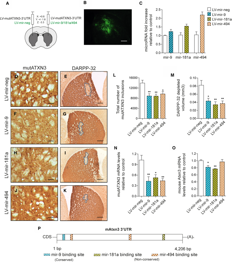 Figure 6