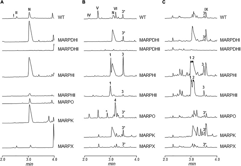 FIGURE 2