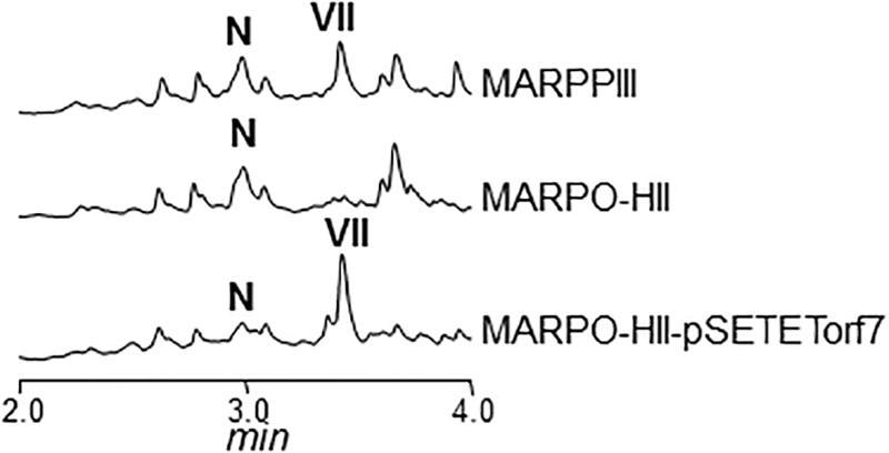 FIGURE 3