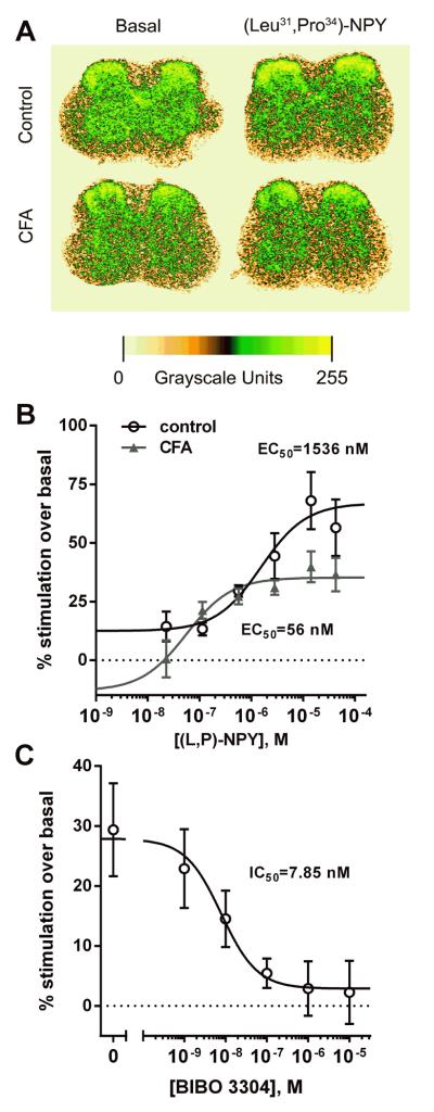 Fig. 10