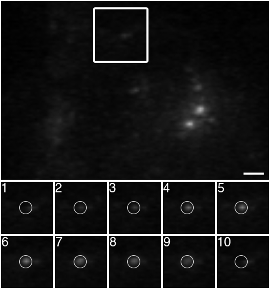 Figure 5