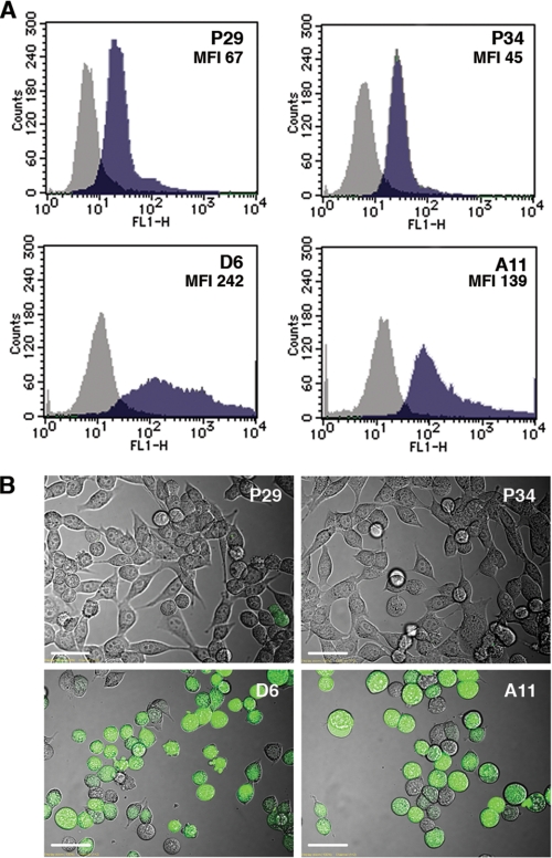 FIGURE 3.