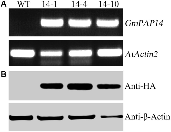 FIGURE 3