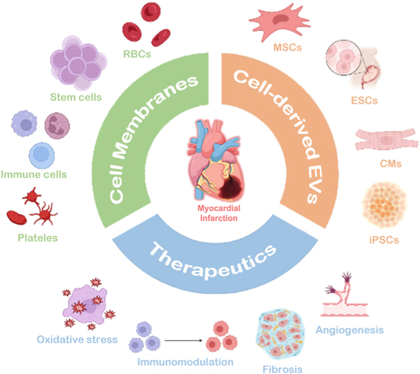 Biomimetic Nanomaterials In Myocardial Infarction Treatment Harnessing Bionic Strategies For 3041