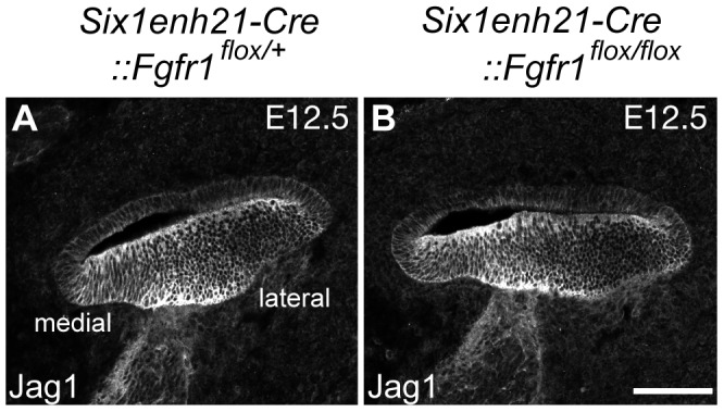 Figure 11