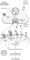 Fig. 1