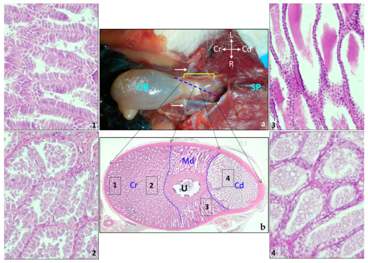 Figure 12