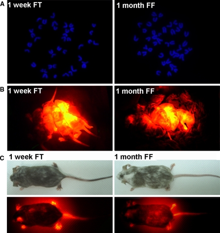 Fig. 4