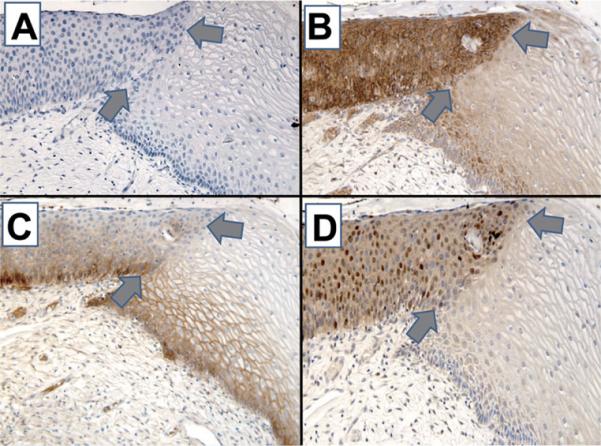 Fig. 9