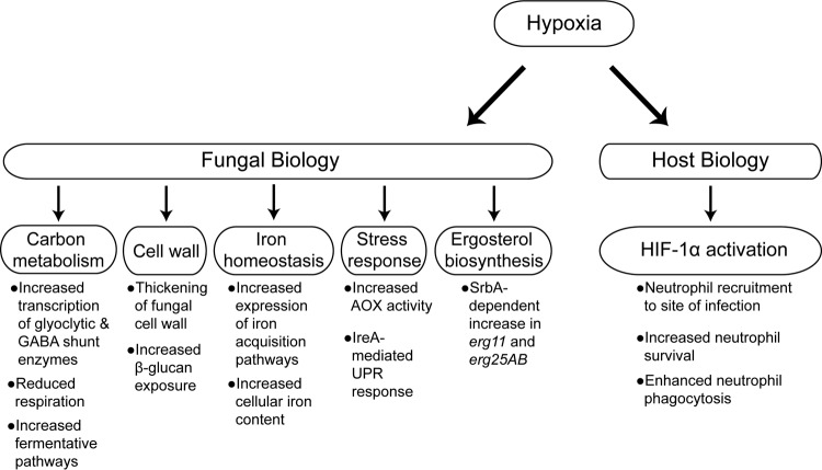 FIG 6 