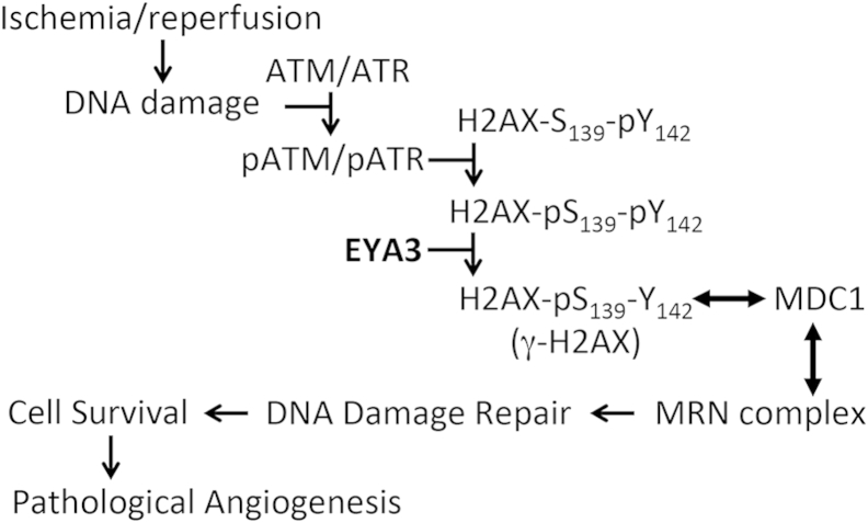 Figure 7