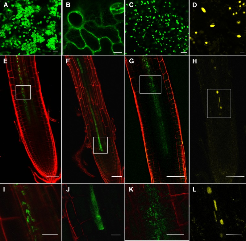 Figure 3.