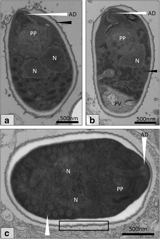 Fig. 5