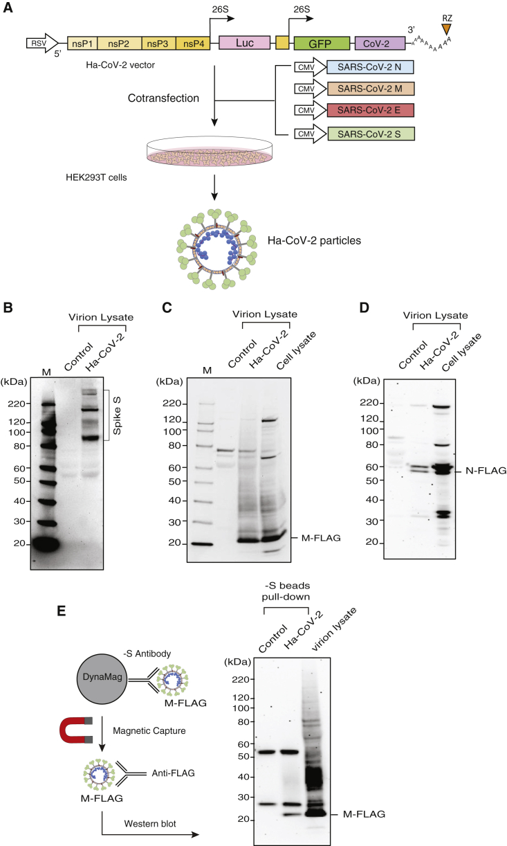 Figure 1