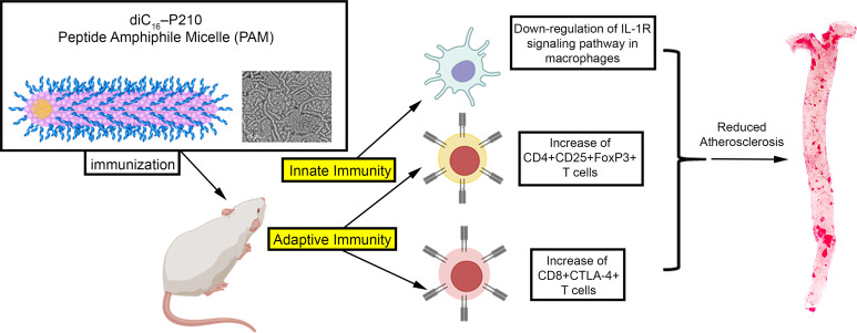 graphic file with name jciinsight-7-149741-g014.jpg