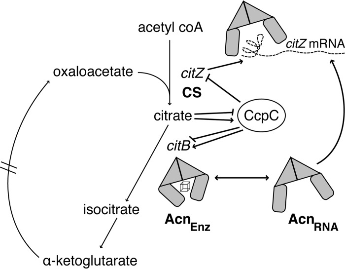 Fig 9