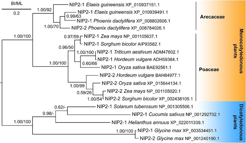 FIGURE 7