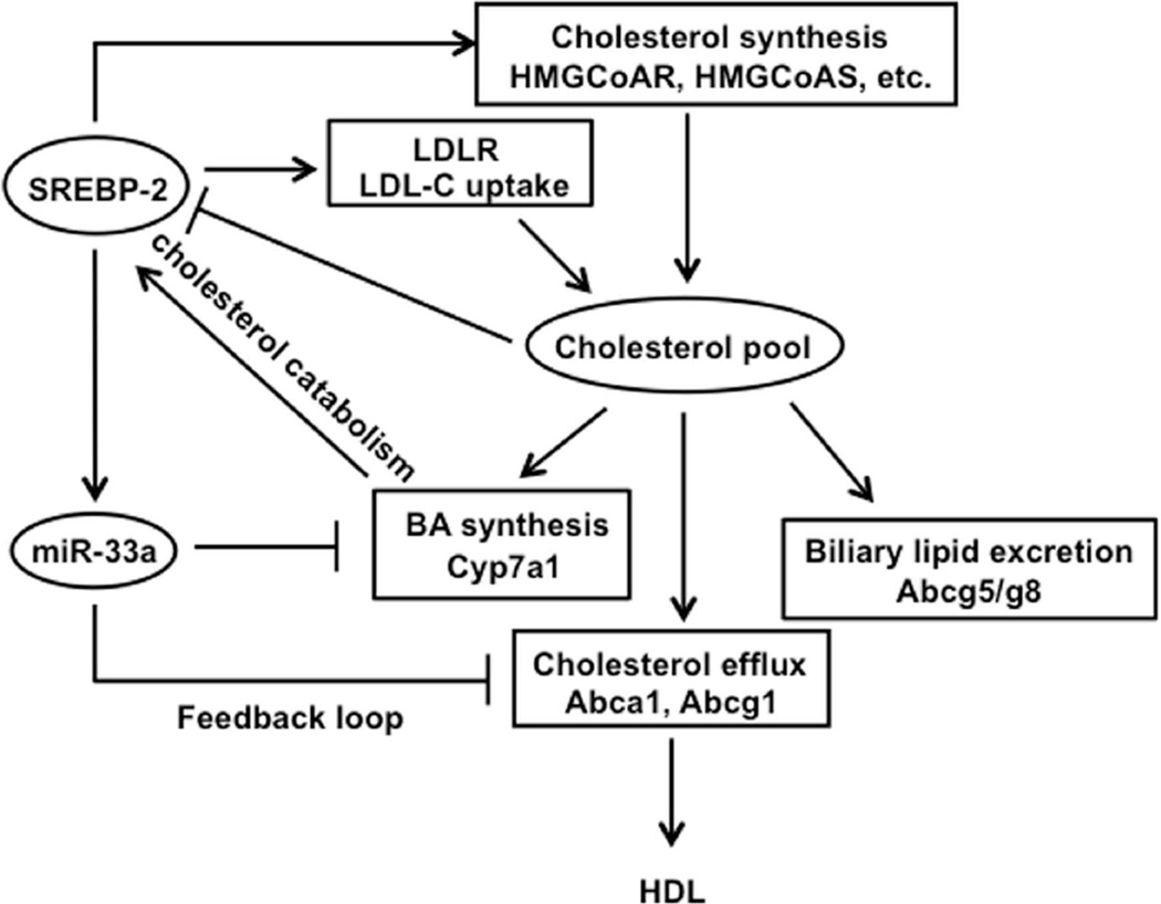 Regulation of cholesterol and bile acid homeostasis by the CYP7A1 ...