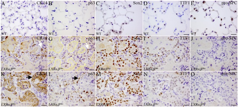 Fig. S5.