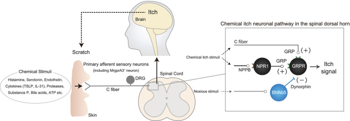 FIGURE 1