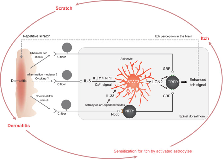 FIGURE 2