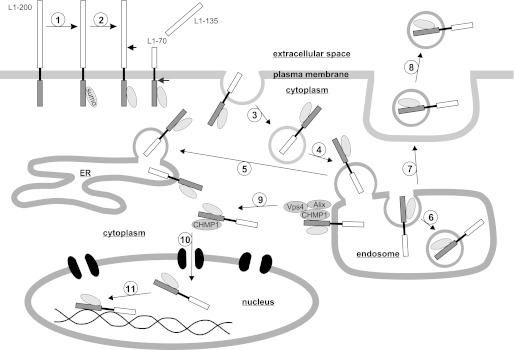 FIGURE 9.