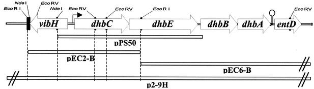 FIG. 1.