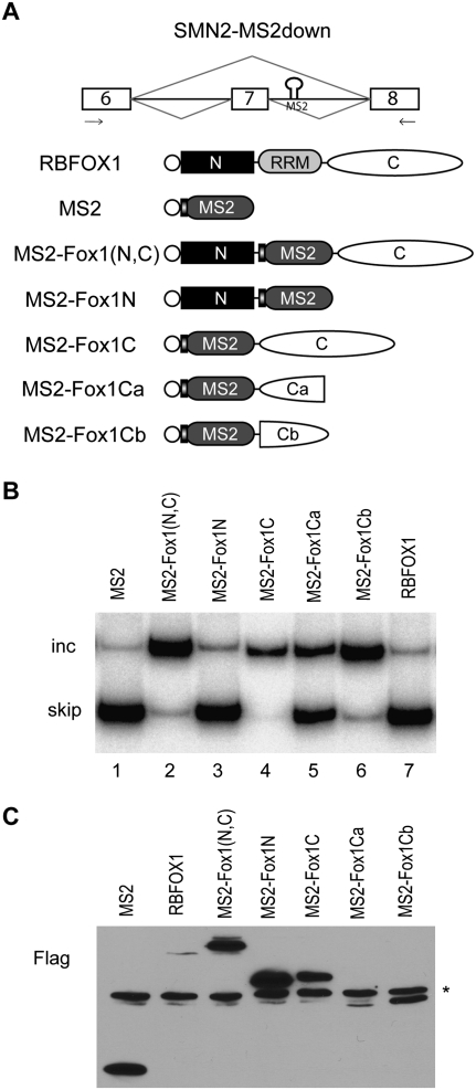 FIGURE 1.