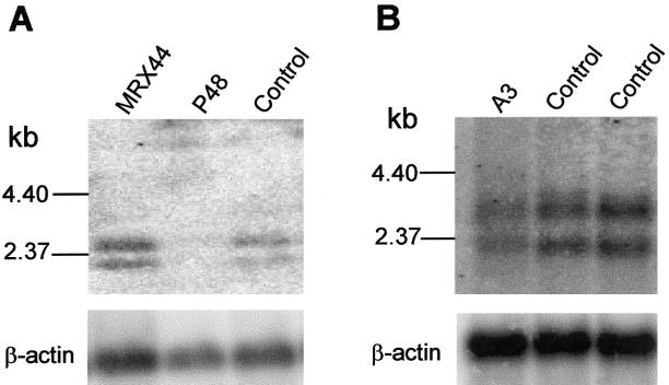 Figure  3