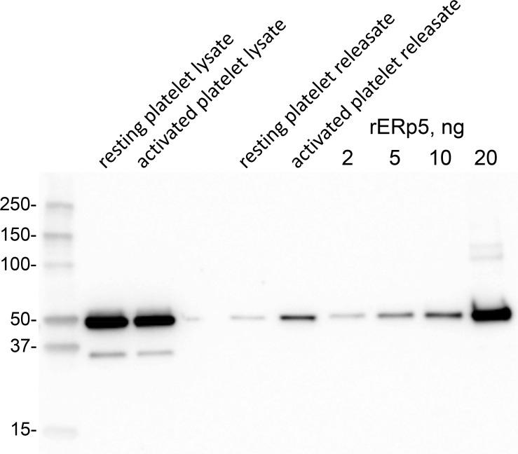 Figure 1—figure supplement 1.