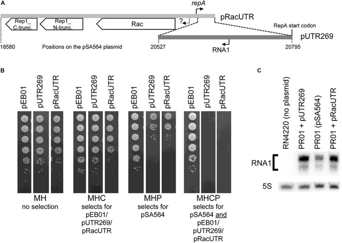 FIGURE 2