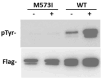 Figure 1. In vitro kinase assay