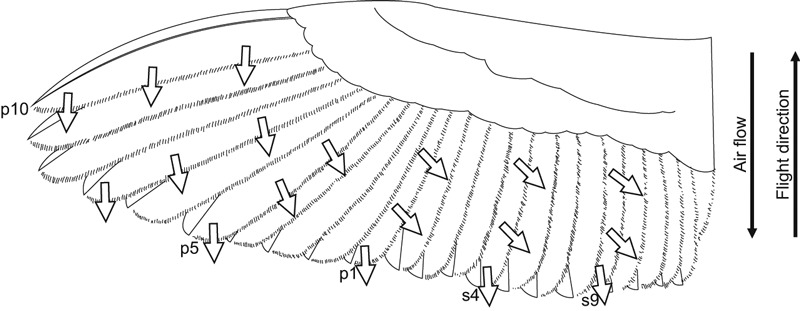 Fig. 5