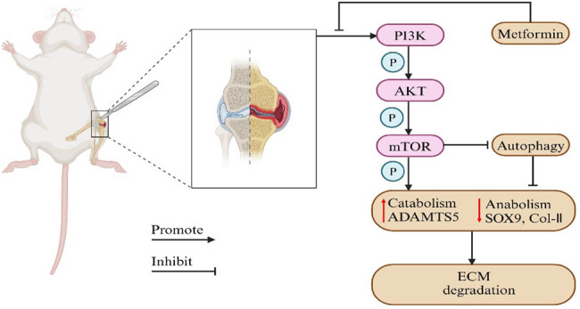 graphic file with name j_biol-2022-0922-ga001.jpg