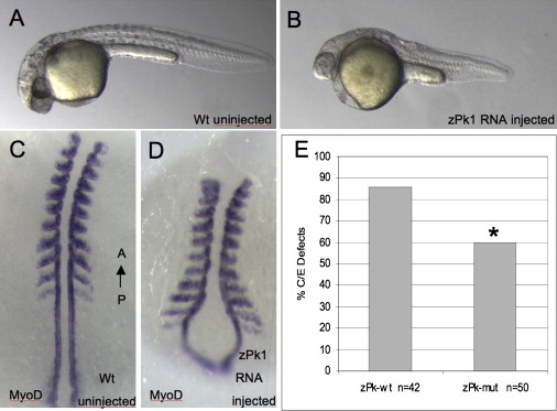 Figure 6