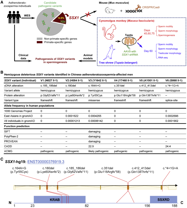 Figure 1