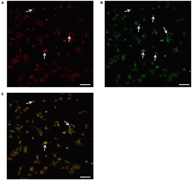 Figure 10