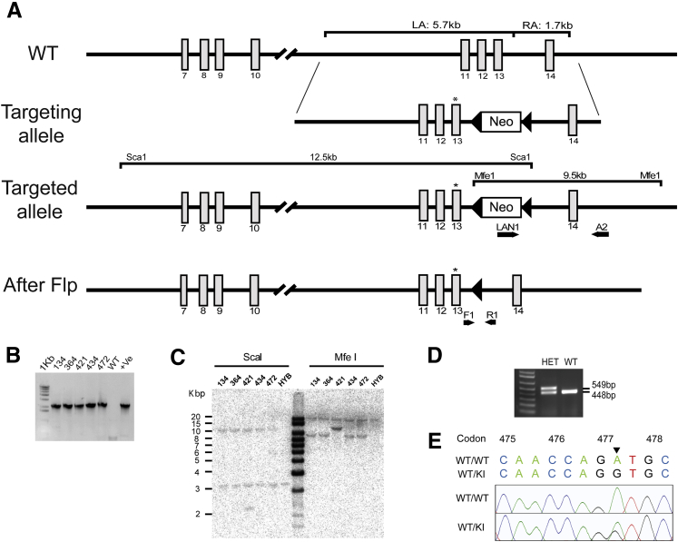 Figure 1